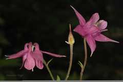 Aquilegia pubiflora